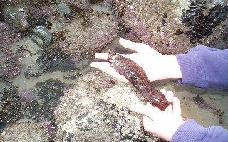 Sea Hare on Student's Hand