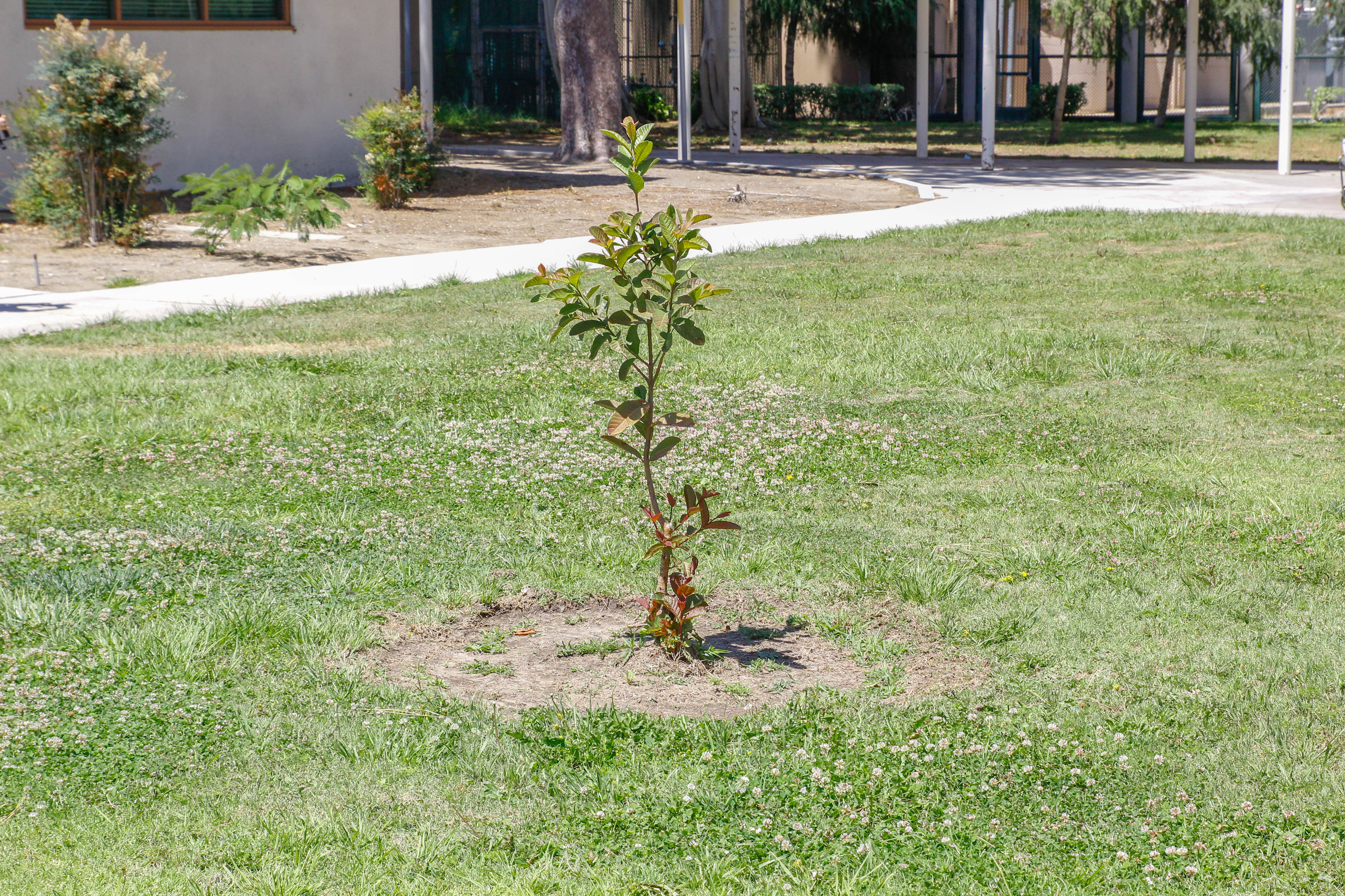 Baby Tree on LAVC Campus